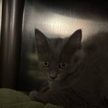 Winery -  Domestic Long Hair Cat for Adoption in Charlottesville, Virginia - Winery | PetCurious