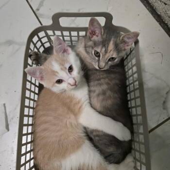 Omelet -  Domestic Short Hair Cat for Adoption in Brownsboro, Alabama - Omelet | PetCurious