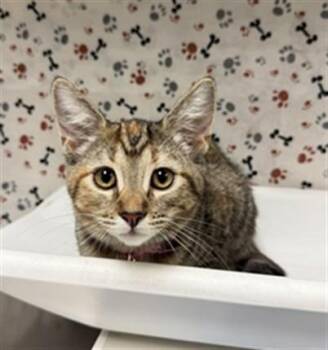 NALA -  Domestic Short Hair Cat for Adoption in Riverside, California - NALA | PetCurious
