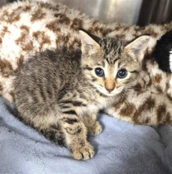 NAAN -  Domestic Short Hair Cat for Adoption in Houston, Texas - NAAN | PetCurious