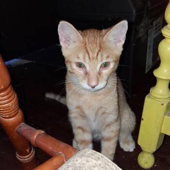 Marvel Ann -  Domestic Medium Hair Cat for Adoption in Los Angeles, California - Marvel Ann | PetCurious