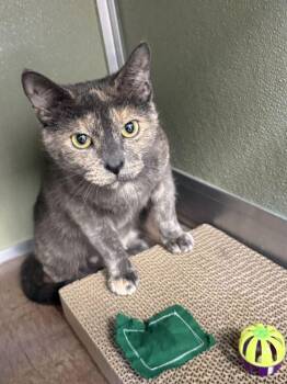 Laurel -  Domestic Short Hair Cat for Adoption in Milltown, New Jersey - Laurel | PetCurious