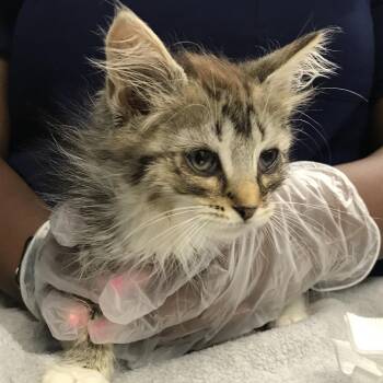 Lemon -  Domestic Medium Hair Cat for Adoption in Newark, New Jersey - Lemon | PetCurious