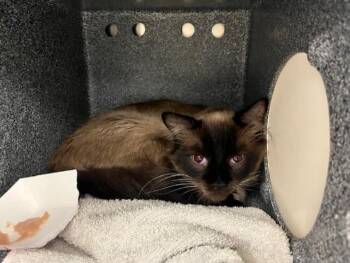 Domestic Short Hair Cats Available for Adoption in Colorado Springs, Colorado - NIAMEY | PetCurious