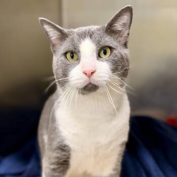 Asta -  Domestic Short Hair Cat for Adoption in Jackson Township, New Jersey - Asta | PetCurious