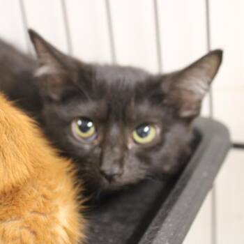 Chomper -  Domestic Short Hair Cat for Adoption in Cleveland, Mississippi - Chomper | PetCurious