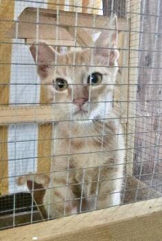 Rescue American Shorthair and Tabby Cats for Adoption in New Orleans, Louisiana - Gouda | PetCurious