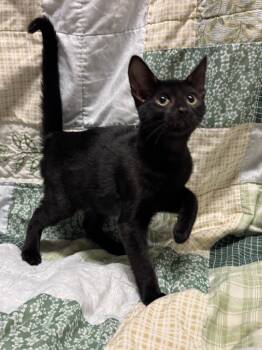Rescue Domestic Short Hair Cats for Adoption in Newberg, Oregon - Barnacle | PetCurious