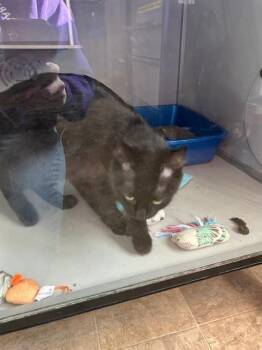 Frankie -  Domestic Medium Hair Cat for Adoption in Dayton, Minnesota - Frankie | PetCurious