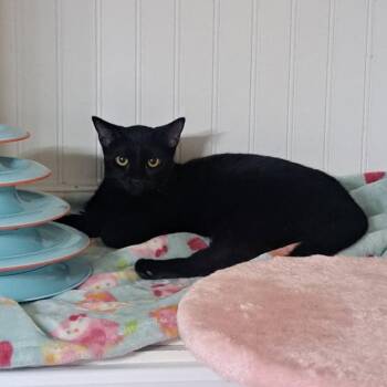 Sporty (Bonded to Patrick) -  Domestic Short Hair Cat for Adoption in Richmond, Kentucky - Sporty (Bonded To Patrick) | PetCurious