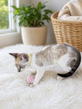 Ethan Napa -  Siamese Cat for Adoption in Napa, California - Ethan Napa | PetCurious