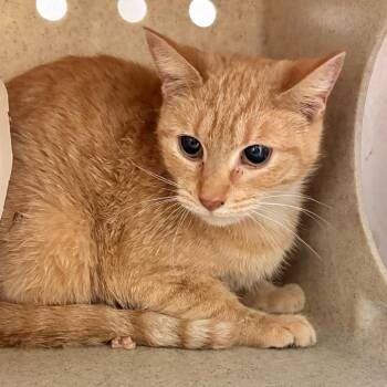 Domestic Short Hair Cats Available for Adoption - Gold Fish | PetCurious