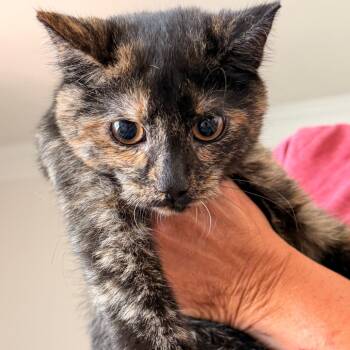 Faith -  Domestic Short Hair Cat for Adoption in Inman, South Carolina - Faith | PetCurious