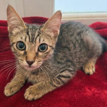 Pippin -  Domestic Short Hair Cat for Adoption in Jupiter, Florida - Pippin | PetCurious