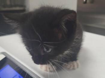 Pen 6 Nala -  Domestic Short Hair Cat for Adoption in Lawrenceville, Georgia - Pen 6 Nala | PetCurious