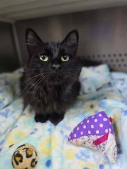 Rescue Domestic Short Hair Cats for Adoption in Sullivan, Indiana - Pepper | PetCurious