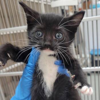 Domestic Short Hair Cats Available for Adoption in Westminster, California - Mudi | PetCurious