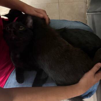 Smoky -  Domestic Short Hair Cat for Adoption in Lakeland, Florida - Smoky | PetCurious