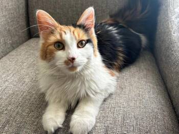 JUNIE -  Domestic Long Hair Cat for Adoption in Fort Wayne, Indiana - JUNIE | PetCurious