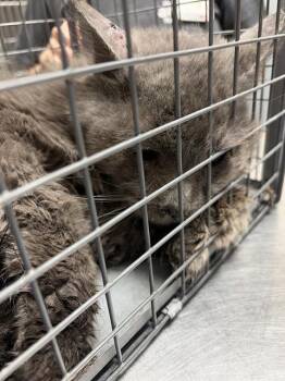 Domestic Long Hair Cats Available for Adoption - ROY | PetCurious