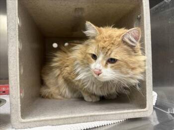 Domestic Long Hair Cats Available for Adoption - HARRY | PetCurious