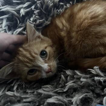 Domestic Short Hair Cats Available for Adoption - Rue-Rue (In Foster) | PetCurious