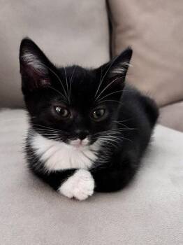 Kitten Neville -  Domestic Short Hair Cat for Adoption in Seal Beach, California - Kitten Neville | PetCurious