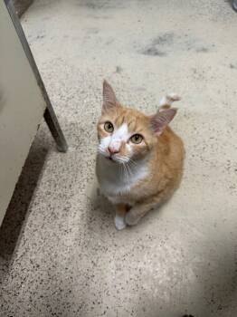 Rescue Domestic Short Hair Cats for Adoption in Saint James City, Florida - Ollie/Gordon | PetCurious
