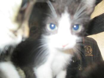 A384723 -  Domestic Short Hair Cat for Adoption in Ocala, Florida - A384723 | PetCurious