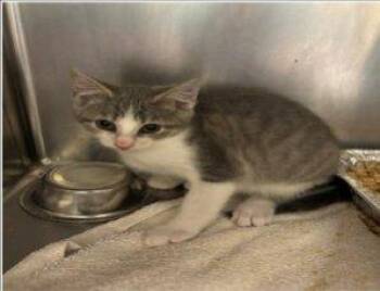 Cindy -  Domestic Short Hair Cat for Adoption in Raleigh, North Carolina - Cindy | PetCurious