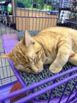 Domestic Short Hair and Tabby Cats Available for Adoption - Fallen | PetCurious