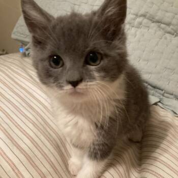 Domestic Short Hair Cats Available for Adoption in Fredericksburg, Virginia - She Keeps Bees | PetCurious