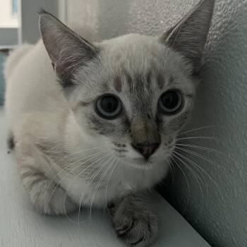 Sundae -  Siamese and Domestic Short Hair Cat for Adoption in Hawthorne, California - Sundae | PetCurious