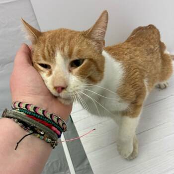 Domestic Short Hair Cats Available for Adoption - Swiss Roll | PetCurious