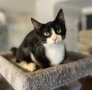 Rescue Tuxedo and Domestic Short Hair Cats for Adoption in Oxford, Mississippi - Vera | PetCurious