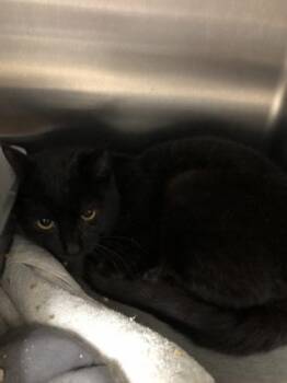 Boink -  Domestic Short Hair Cat for Adoption in Hillsboro, Oregon - Boink | PetCurious