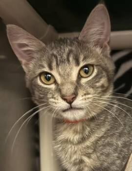 Zucchini -  Domestic Short Hair Cat for Adoption in Eugene, Oregon - Zucchini | PetCurious
