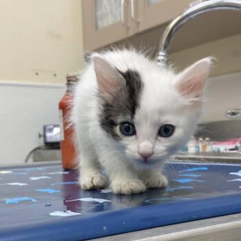 Felix -  Domestic Short Hair Cat for Adoption in Lake Jackson, Texas - Felix | PetCurious