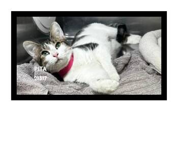 PITA -  Domestic Short Hair Cat for Adoption in Marietta, Georgia - PITA | PetCurious