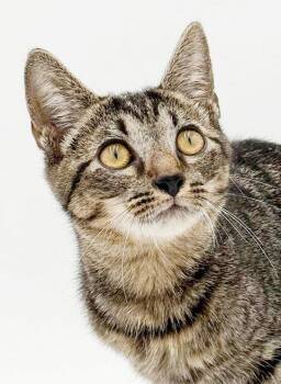 Serena is nothing less than magic - VIDEOS - way smaller in pers -  Tabby and Bengal Cat for Adoption in Bedford Hills, New York - Serena Is Nothing Less Than Magic - VIDEOS - Way Smaller In Pers | PetCurious