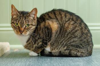 Bubs -  Domestic Short Hair Cat for Adoption in Chester Springs, Pennsylvania - Bubs | PetCurious