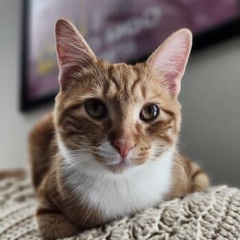 Theodore -  Domestic Short Hair Cat Available for Adoption in Calverton, Maryland - Theodore | PetCurious