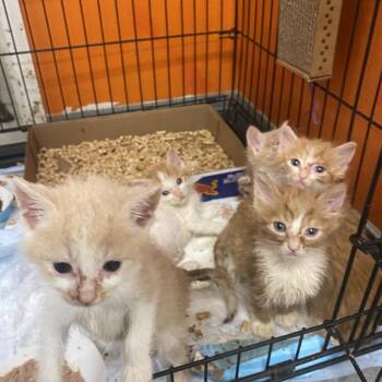 Nemo -  Domestic Short Hair Cat for Adoption in Westminster, California - Nemo | PetCurious
