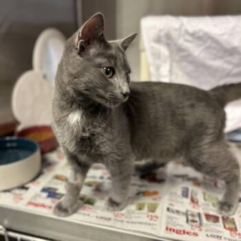 Domestic Short Hair Cats Available for Adoption - Shadow | PetCurious
