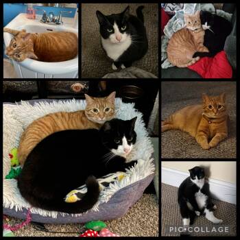 Domestic Short Hair Cats Available for Adoption in Seven Valleys, Pennsylvania - Fiona & Sylvester | PetCurious