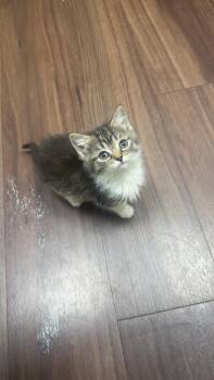 Domestic Short Hair Cats Available for Adoption in Fishers, Indiana - Rose Quartz | PetCurious