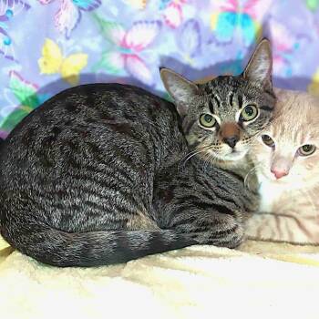 Domestic Short Hair Cats Available for Adoption - Marcia Brady | PetCurious