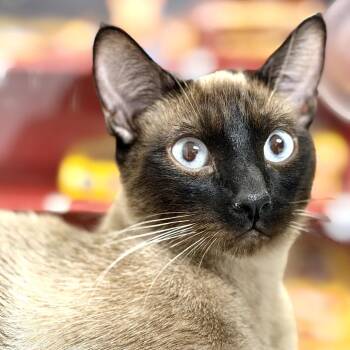 Domestic Short Hair and Siamese Cats Available for Adoption - Reese