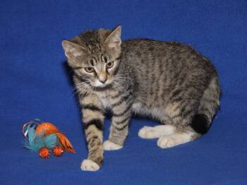 Rescue Tabby and Domestic Short Hair Cats for Adoption in Marietta, Ohio - Termite | PetCurious