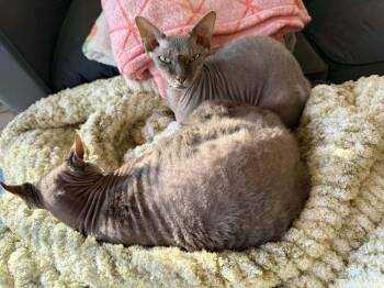 Minxy -  Sphynx Hairless Cat Cat for Adoption in Minneapolis, Minnesota - Minxy | PetCurious